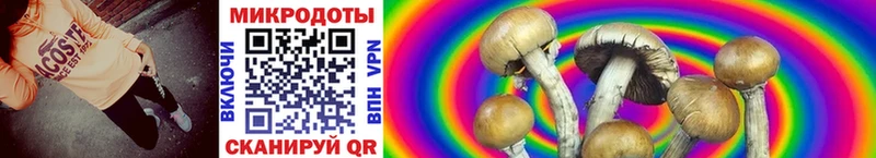Псилоцибиновые грибы Psilocybe  наркошоп  Петропавловск-Камчатский 
